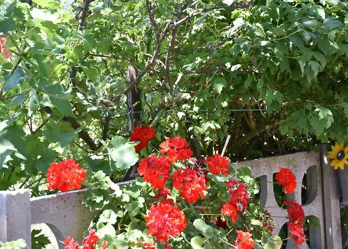 Alojamento de Acomodação e Pequeno-almoço Nel